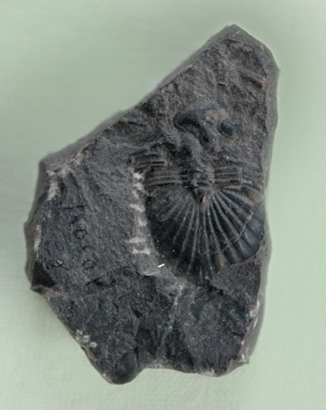 Spiniscutellum unbeliferum, 30mm, Kosoř